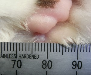 前足の肉球の横に直径4mm程の肥満細胞腫ができた猫